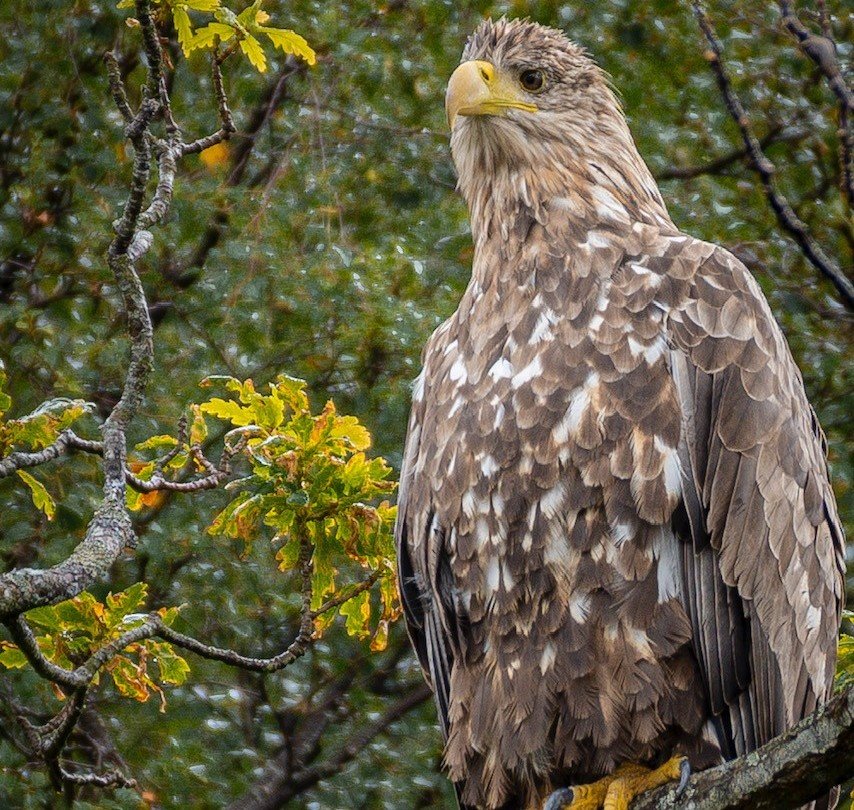 Golden Eagle