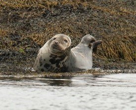 Atlantic Grey Seal