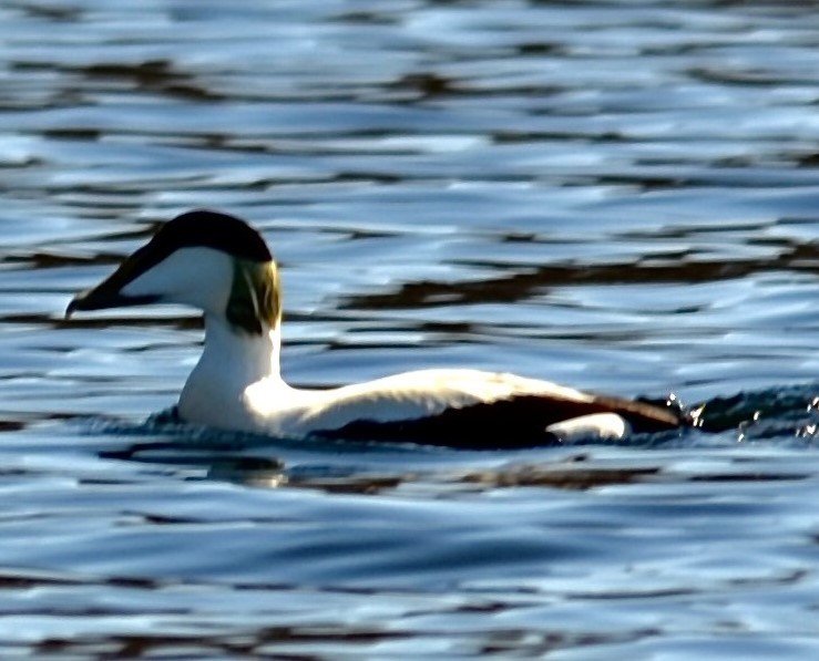 image of an Eider Duck